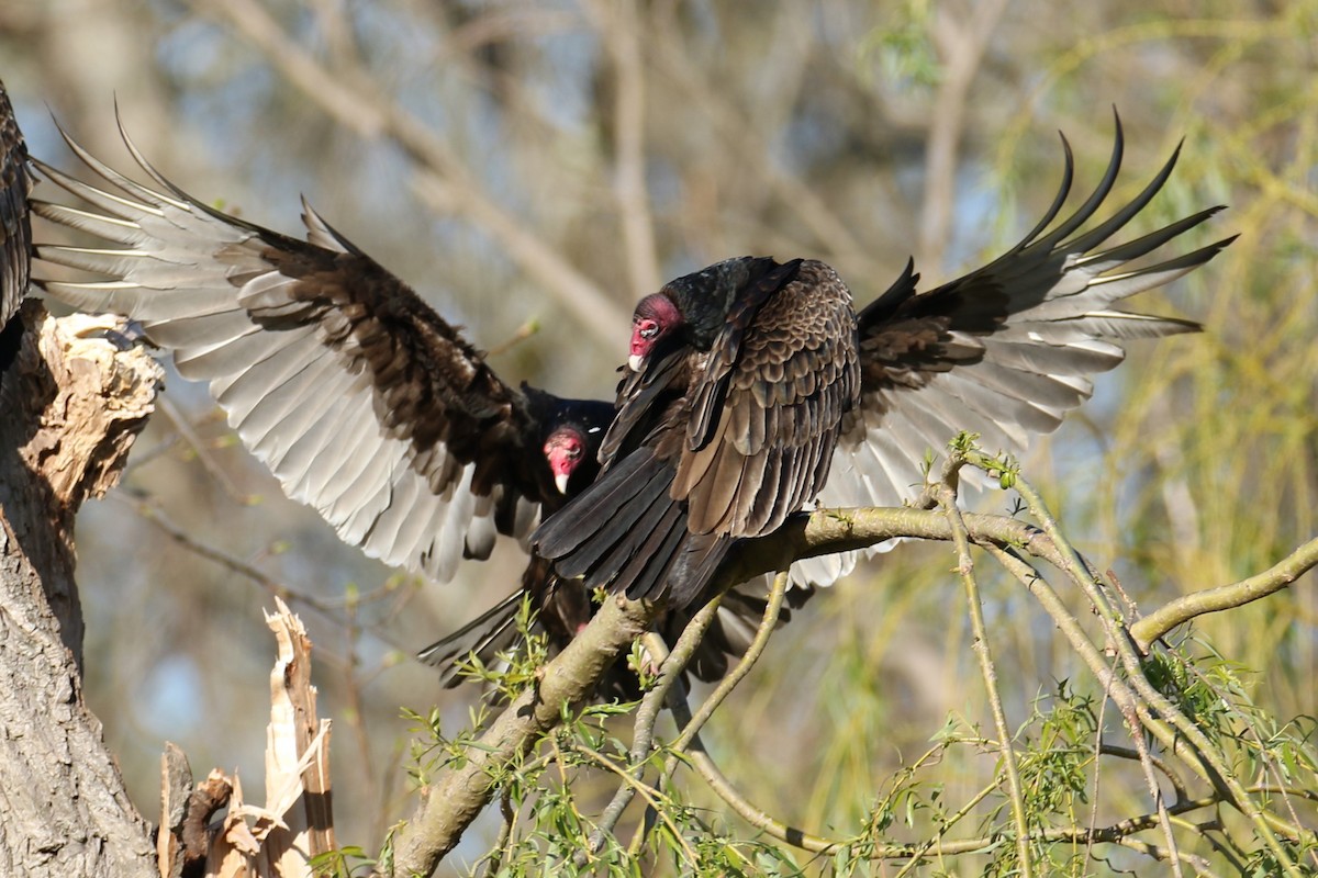 Turkey Vulture - michael vedder