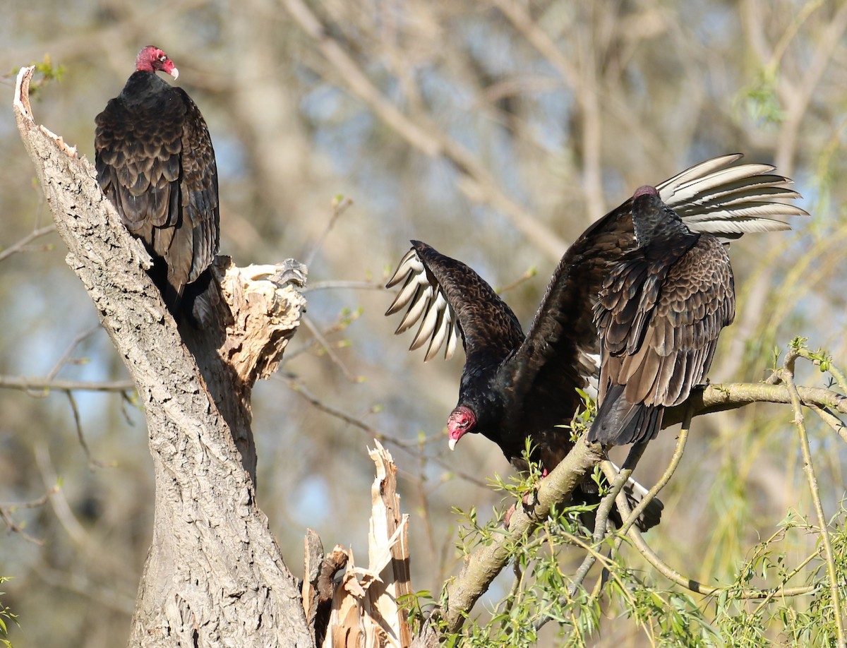 Turkey Vulture - michael vedder