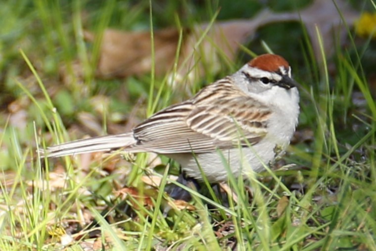 Chipping Sparrow - ML617969807