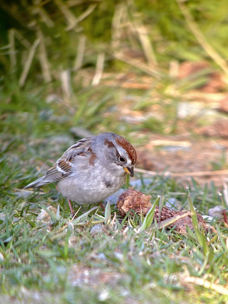 American Tree Sparrow - ML617969865