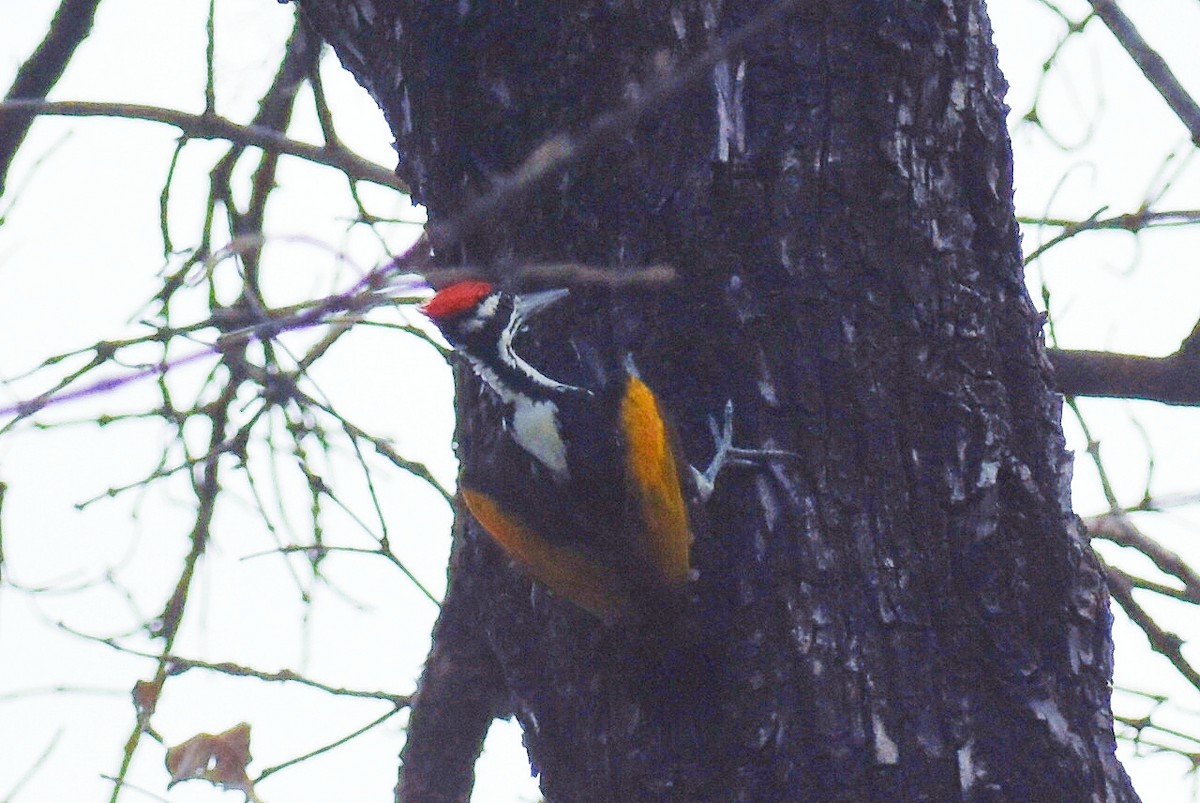 White-naped Woodpecker - ML617969898