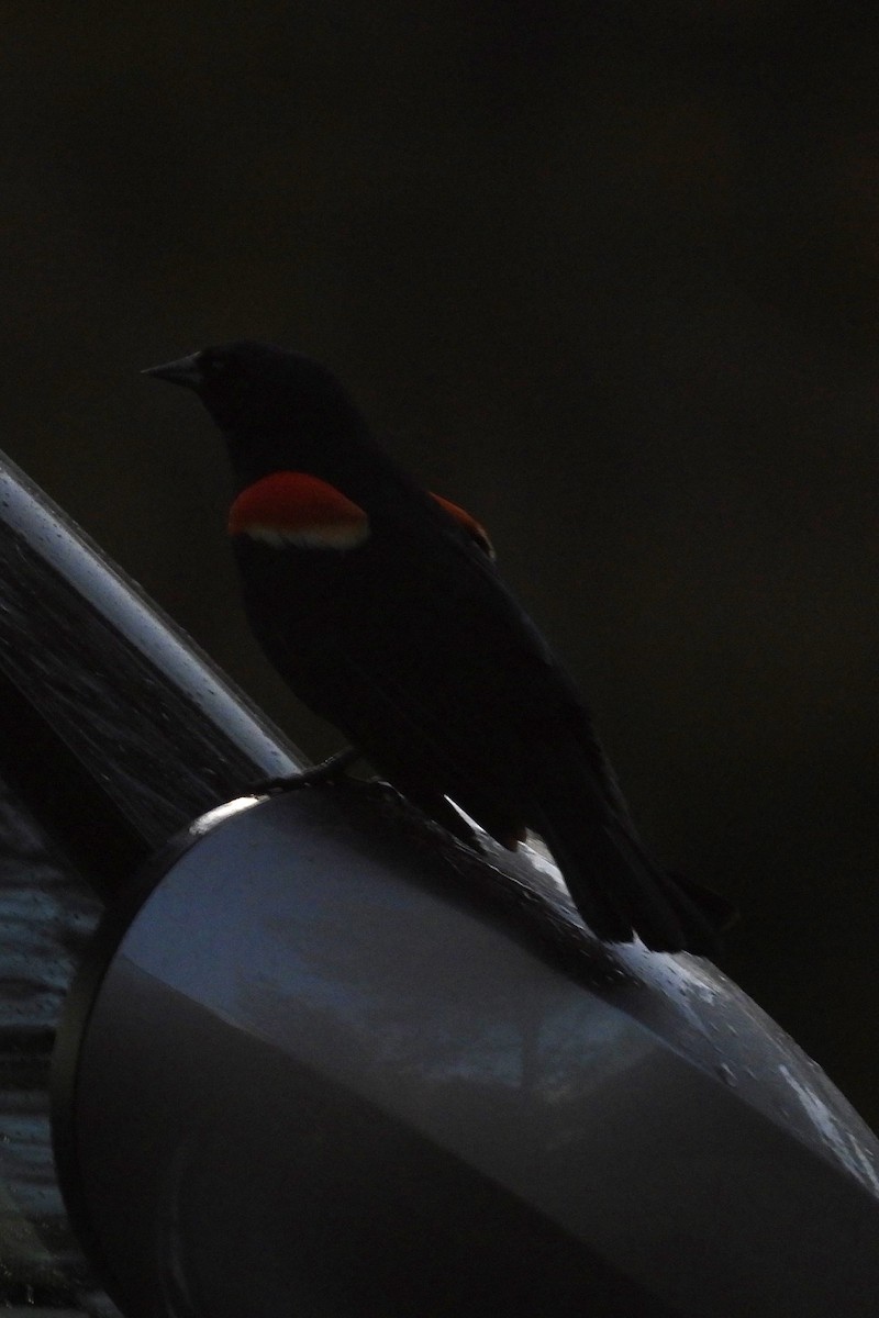 Red-winged Blackbird - ML617969916