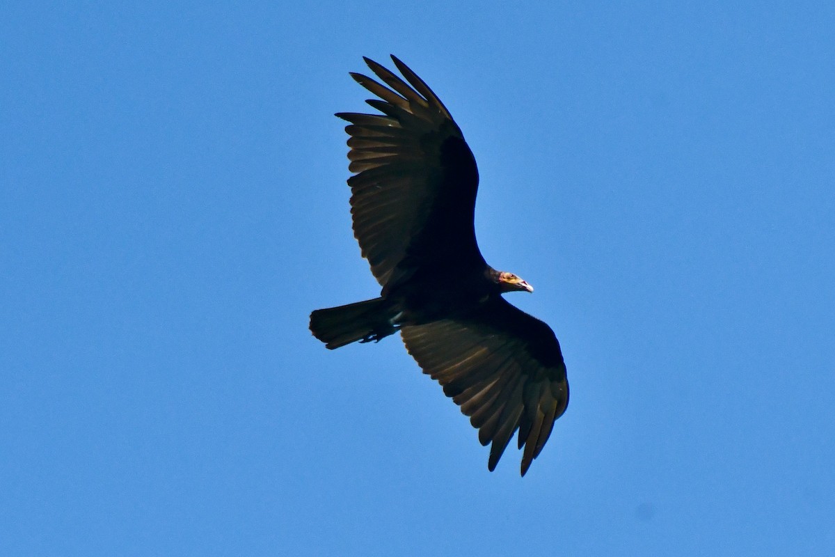 Lesser Yellow-headed Vulture - Kelvin Bodden