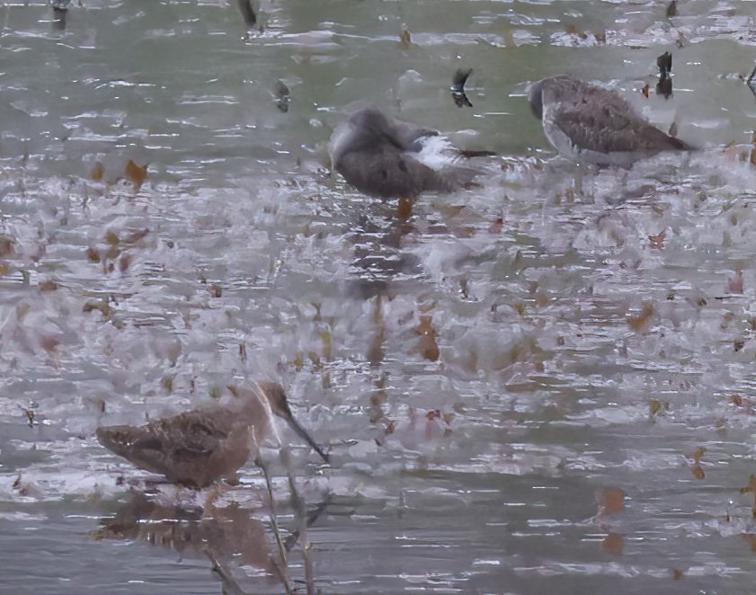 Long-billed Dowitcher - ML617969944