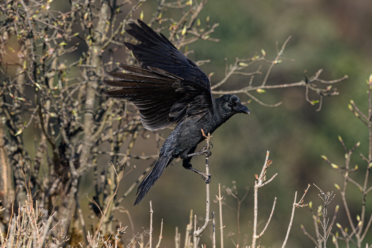 Large-billed Crow - Sudhir Paul
