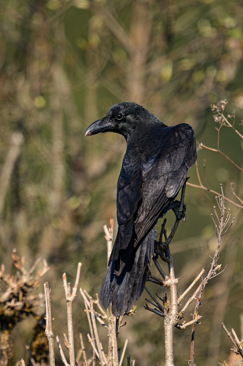 Large-billed Crow - ML617969946