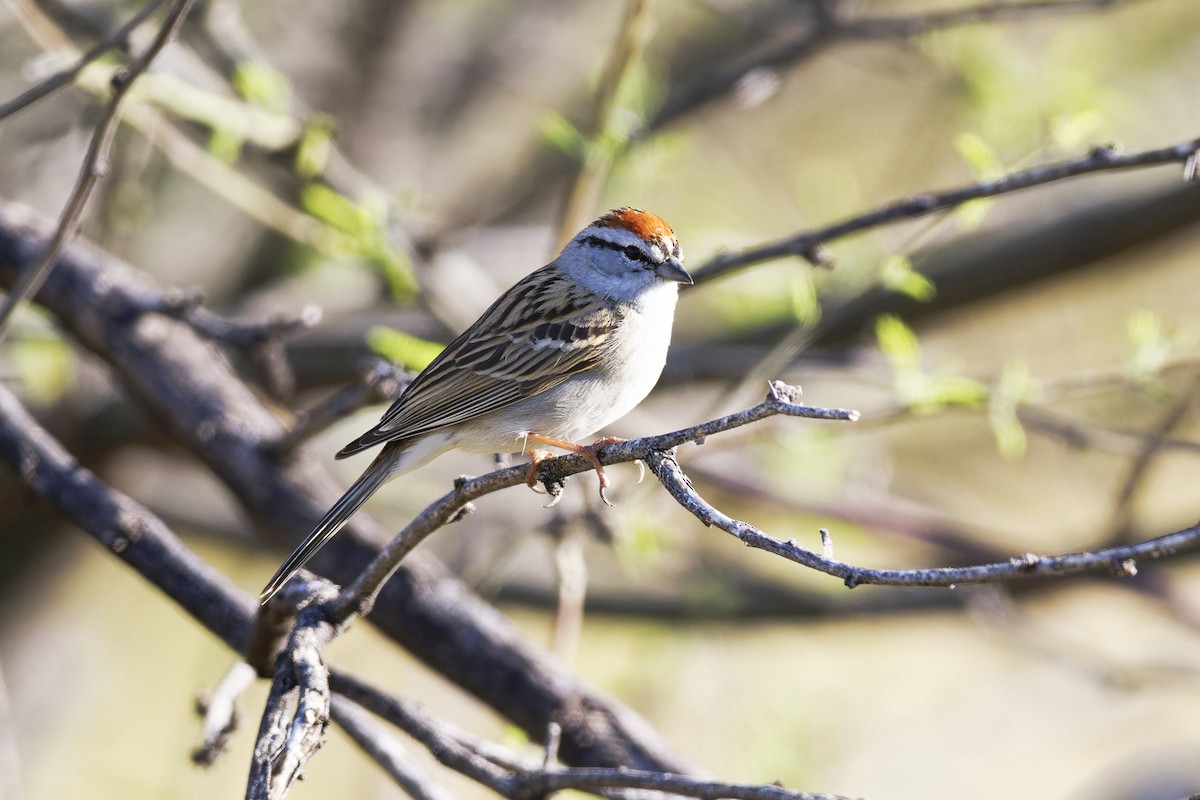 Chipping Sparrow - ML617969949