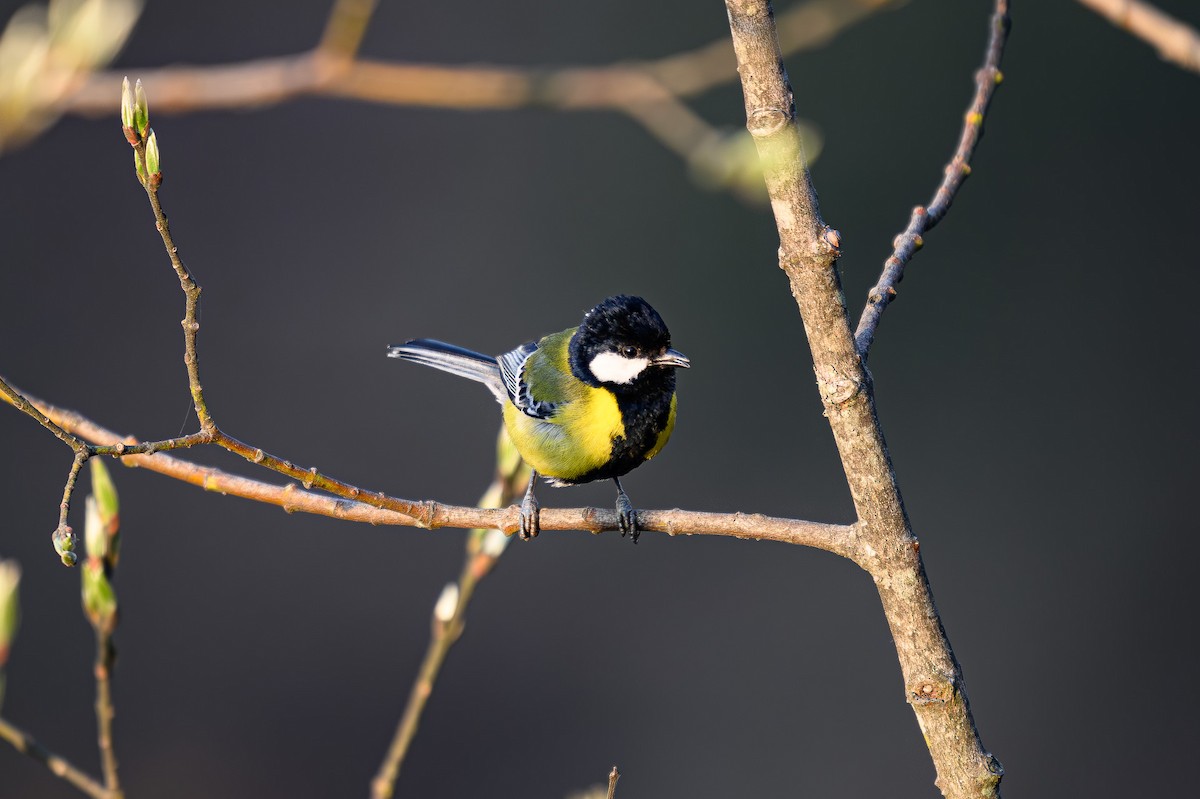 Green-backed Tit - ML617969951