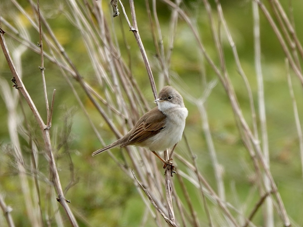 Greater Whitethroat - Andy Ryde