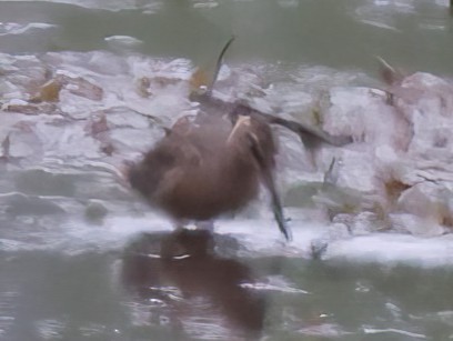 Long-billed Dowitcher - ML617969972