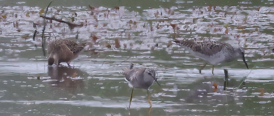 Long-billed Dowitcher - ML617969973