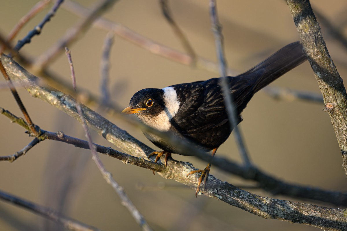 White-collared Blackbird - Sudhir Paul