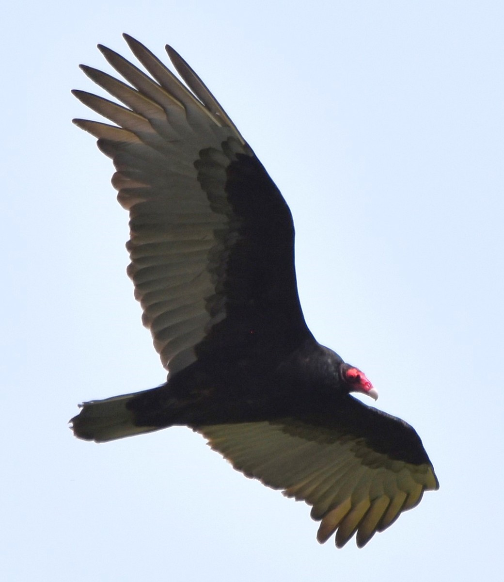 Turkey Vulture - ML617969985