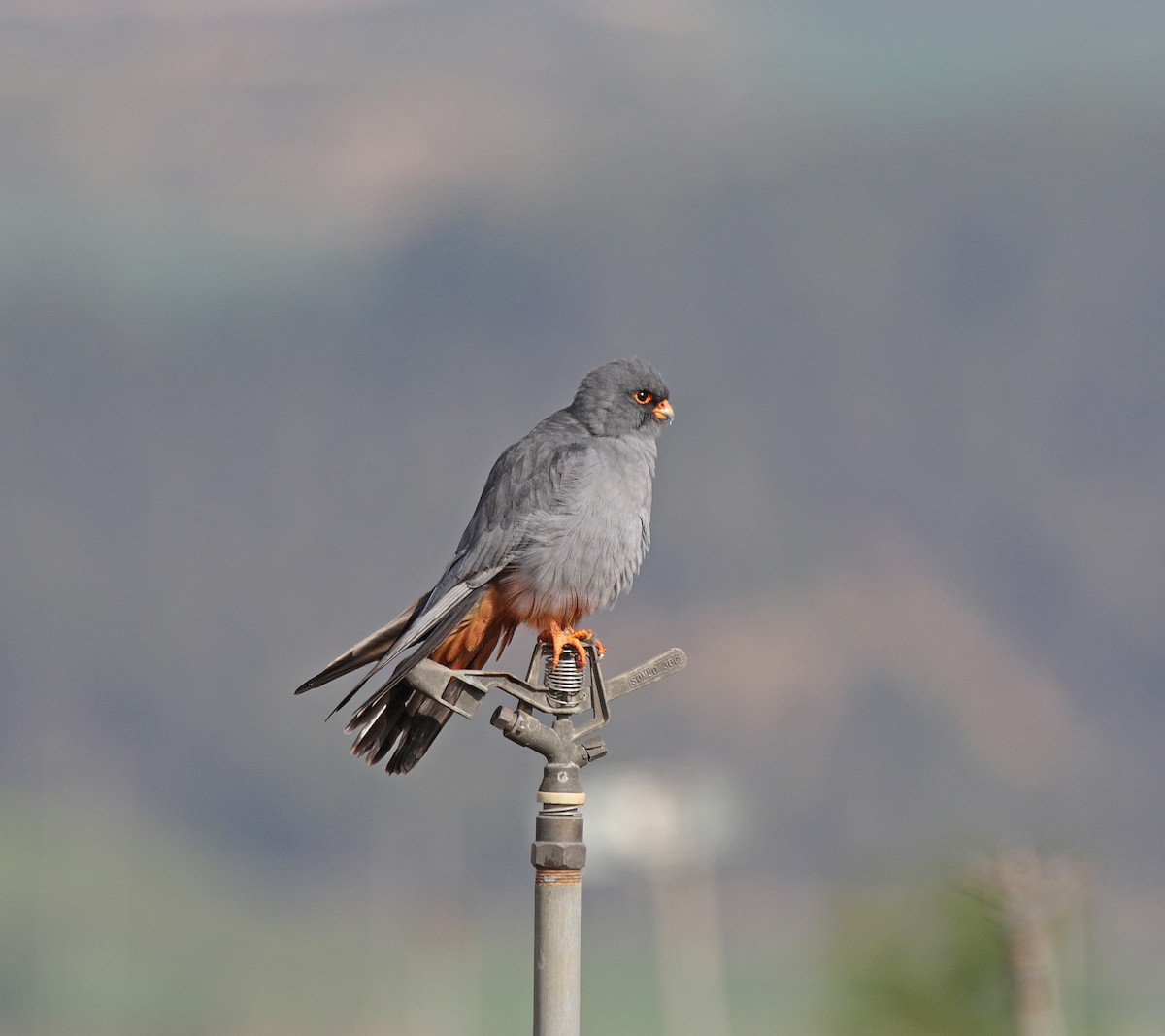 Red-footed Falcon - ML617969986