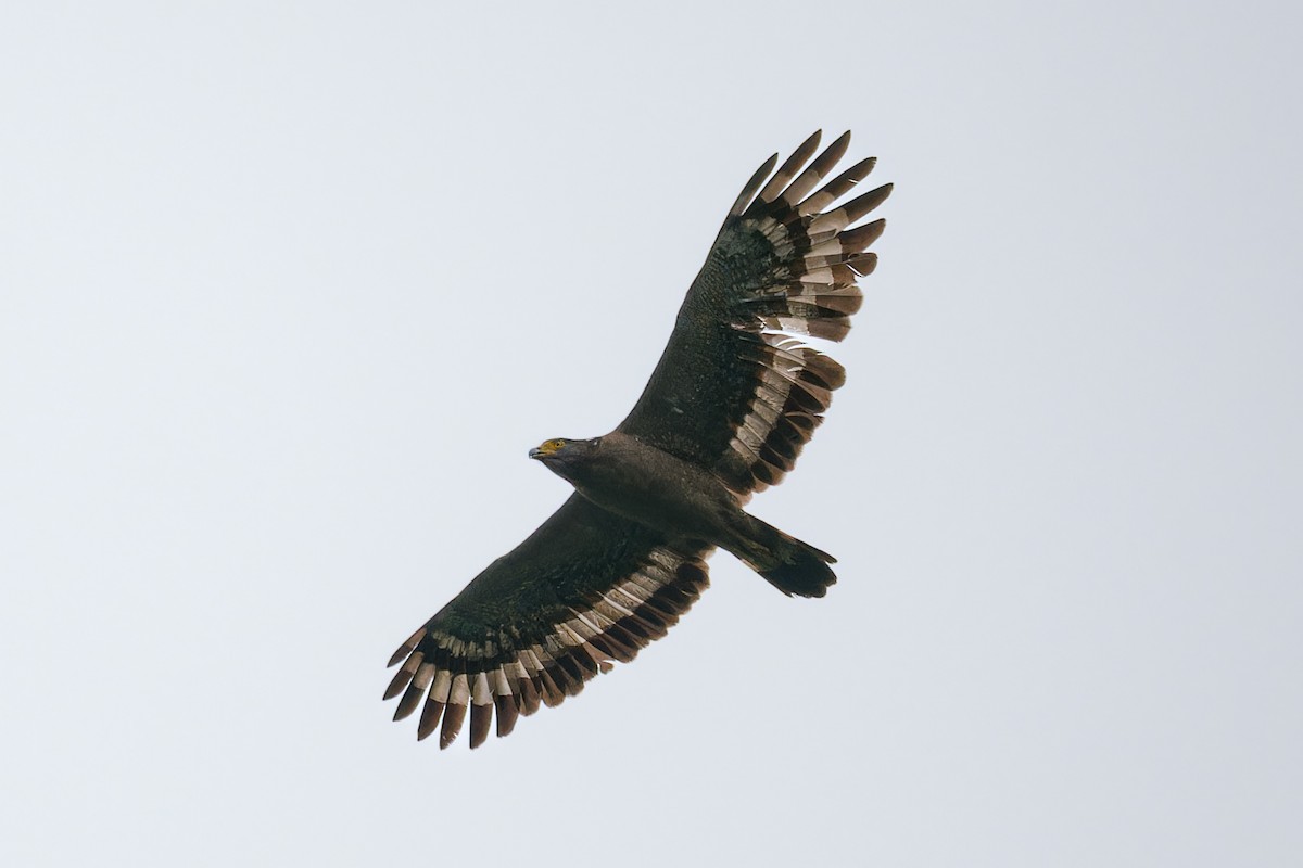 Crested Serpent-Eagle - ML617969999