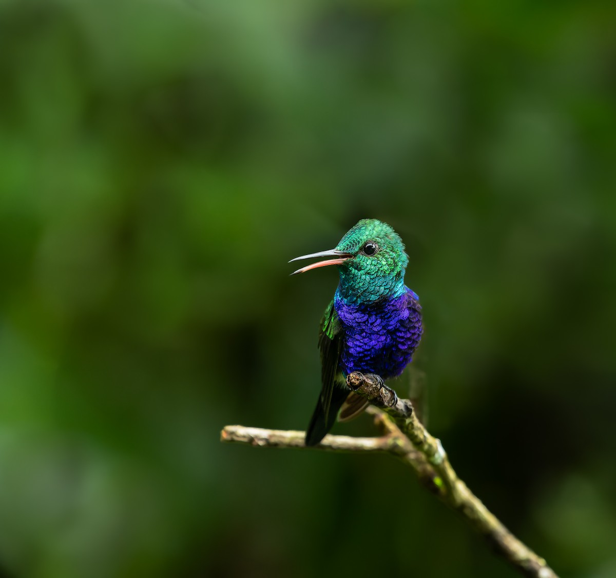 Violet-bellied Hummingbird - ML617970002
