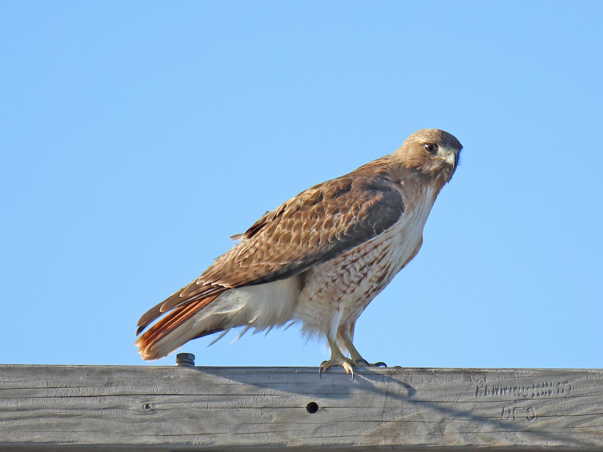 Red-tailed Hawk - Elizabeth Winter
