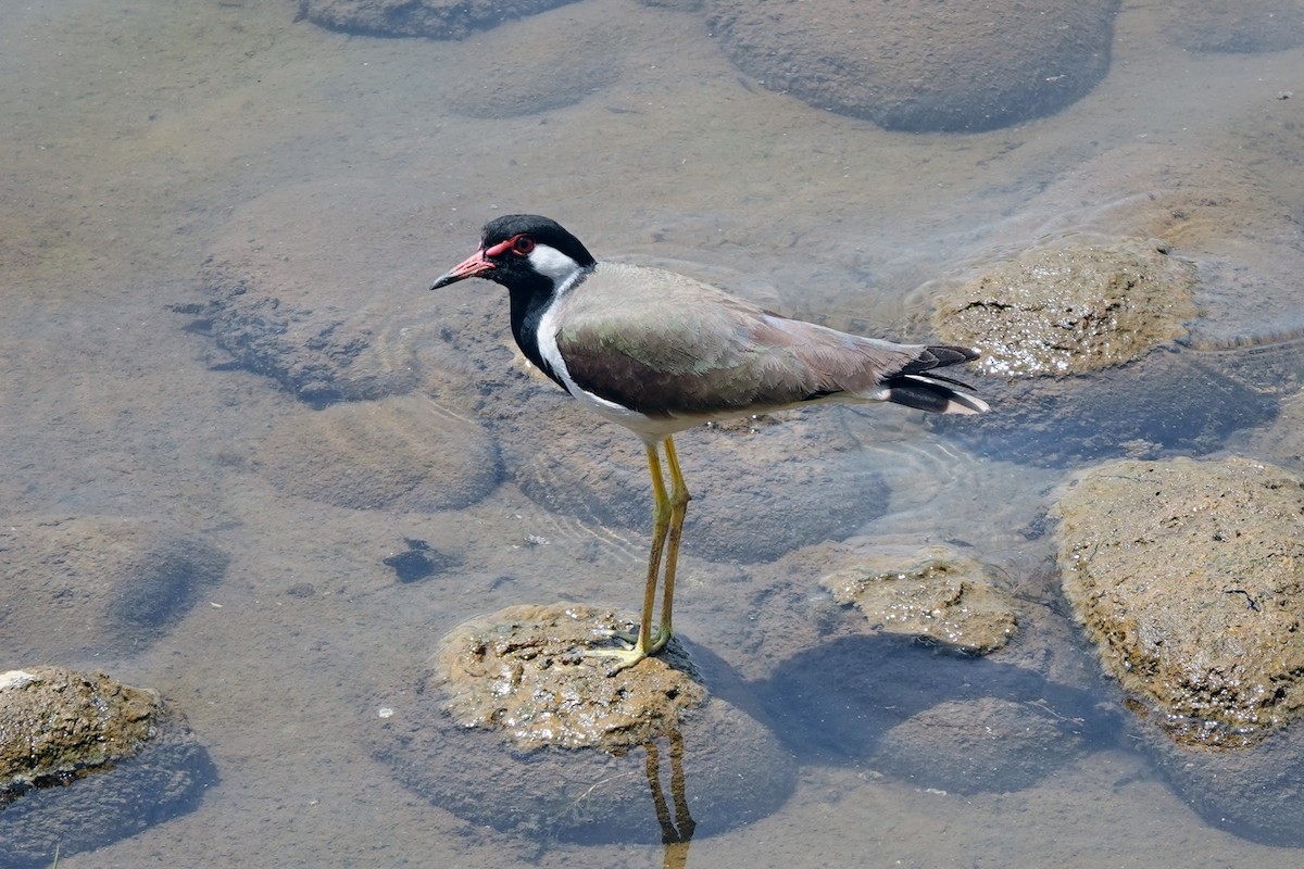 Red-wattled Lapwing - Brecht Caers