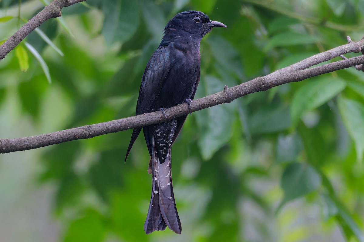 Square-tailed Drongo-Cuckoo - Dolors Yong