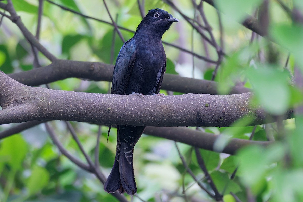 Square-tailed Drongo-Cuckoo - ML617970058