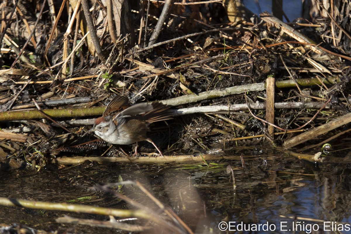 Swamp Sparrow - ML617970059