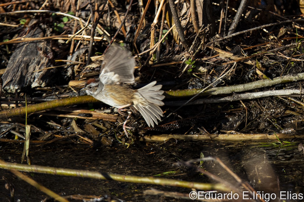Swamp Sparrow - ML617970060
