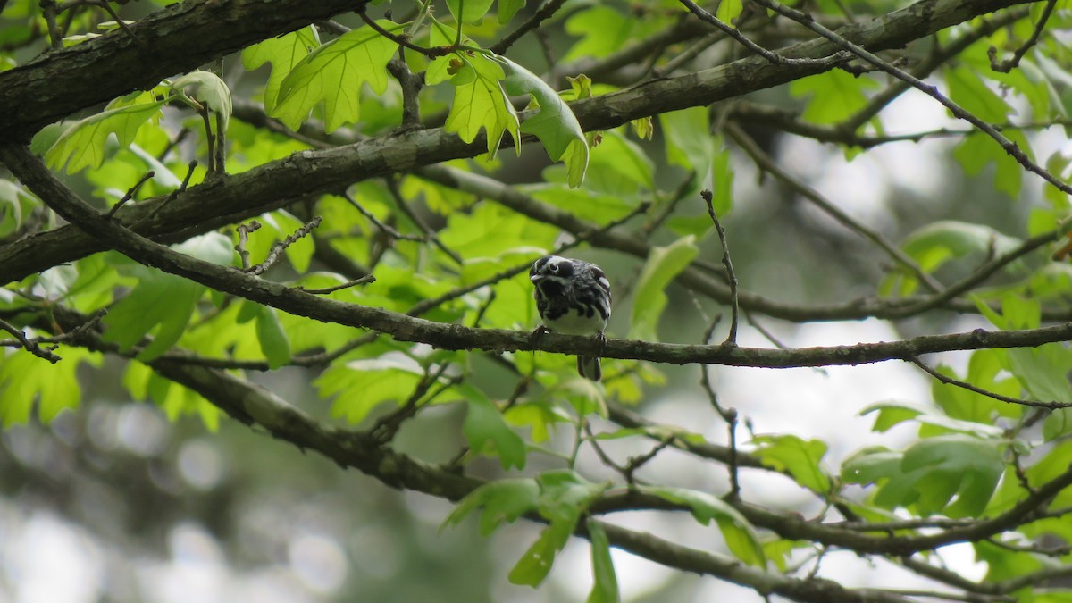 Black-and-white Warbler - ML617970156