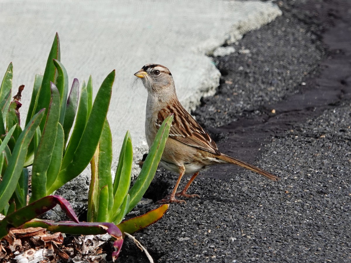 White-crowned Sparrow - ML617970172