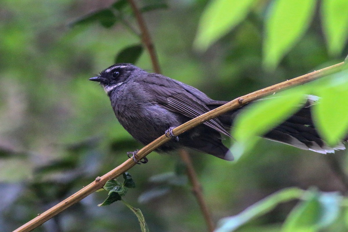 White-throated Fantail - Praveen es