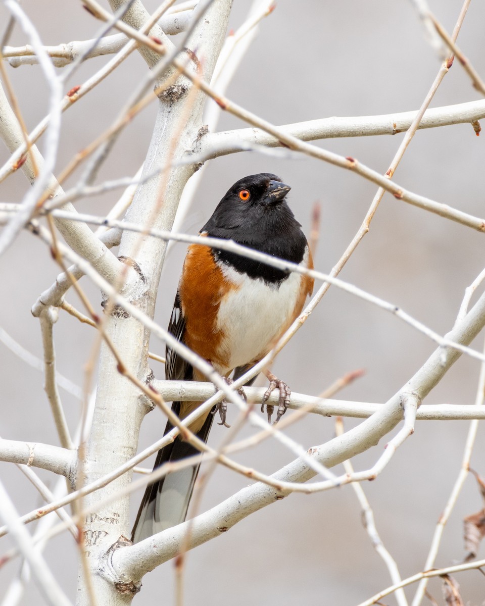 Spotted Towhee - ML617970201