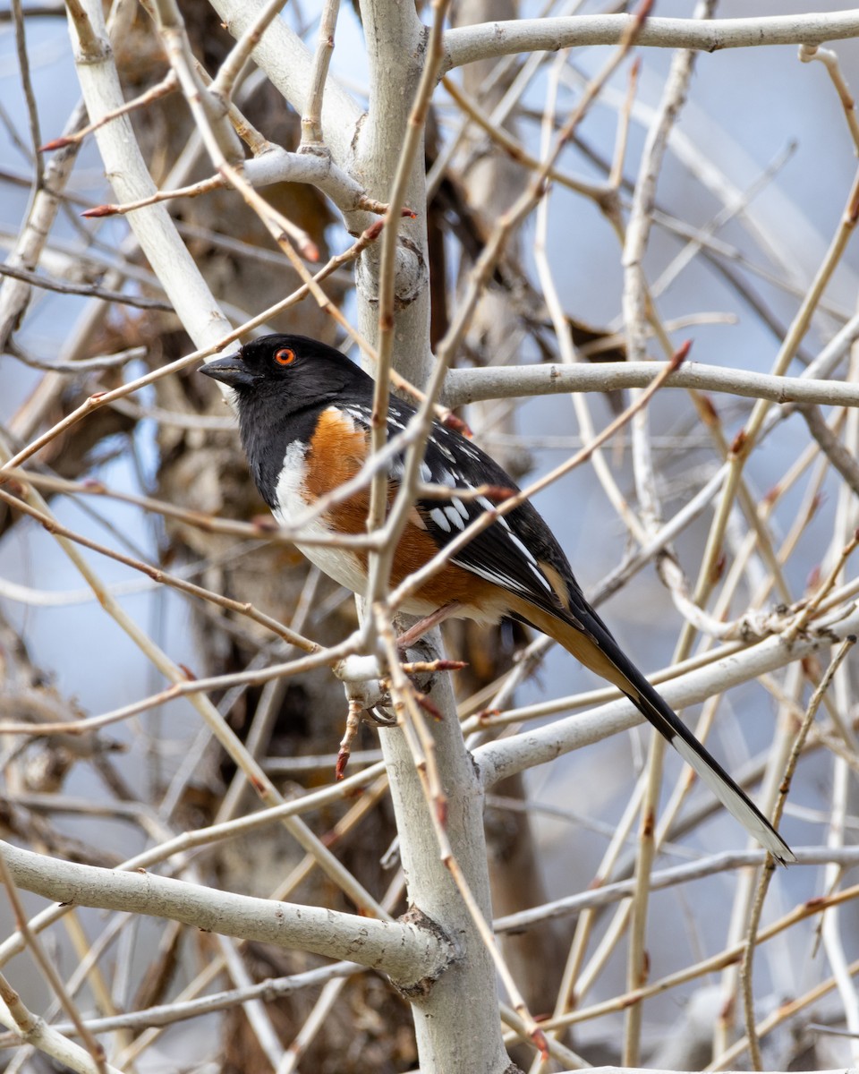 Spotted Towhee - ML617970203