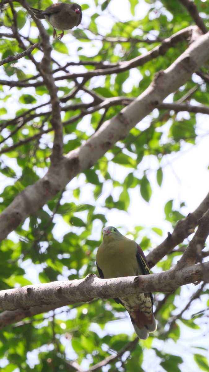 Thick-billed Green-Pigeon - ML617970224