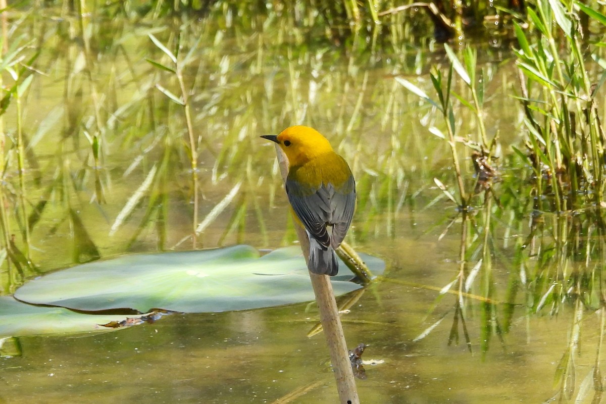 Prothonotary Warbler - Betty Lou Peckham