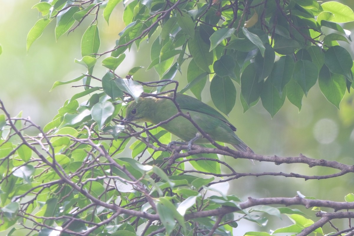 Greater Green Leafbird - ML617970231
