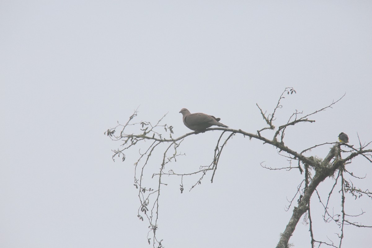 Ruddy Pigeon (Berlepsch's) - ML617970253