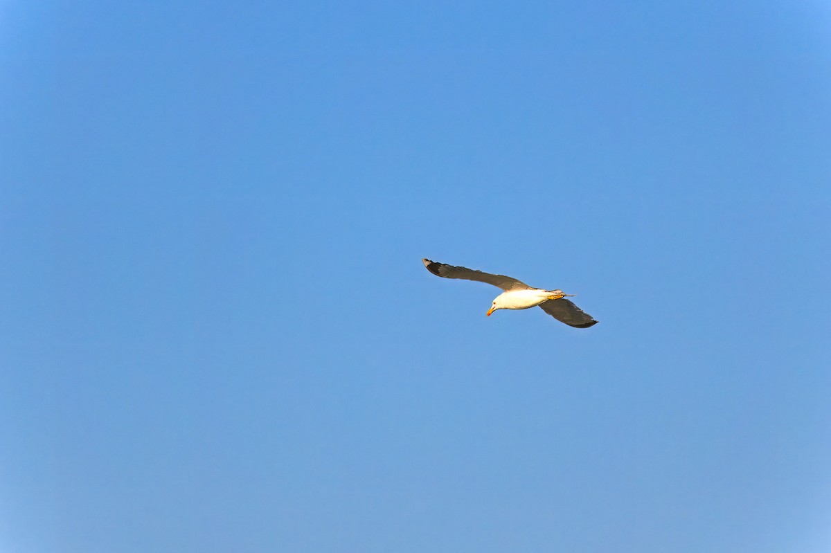 Yellow-legged Gull - Nick Somponis