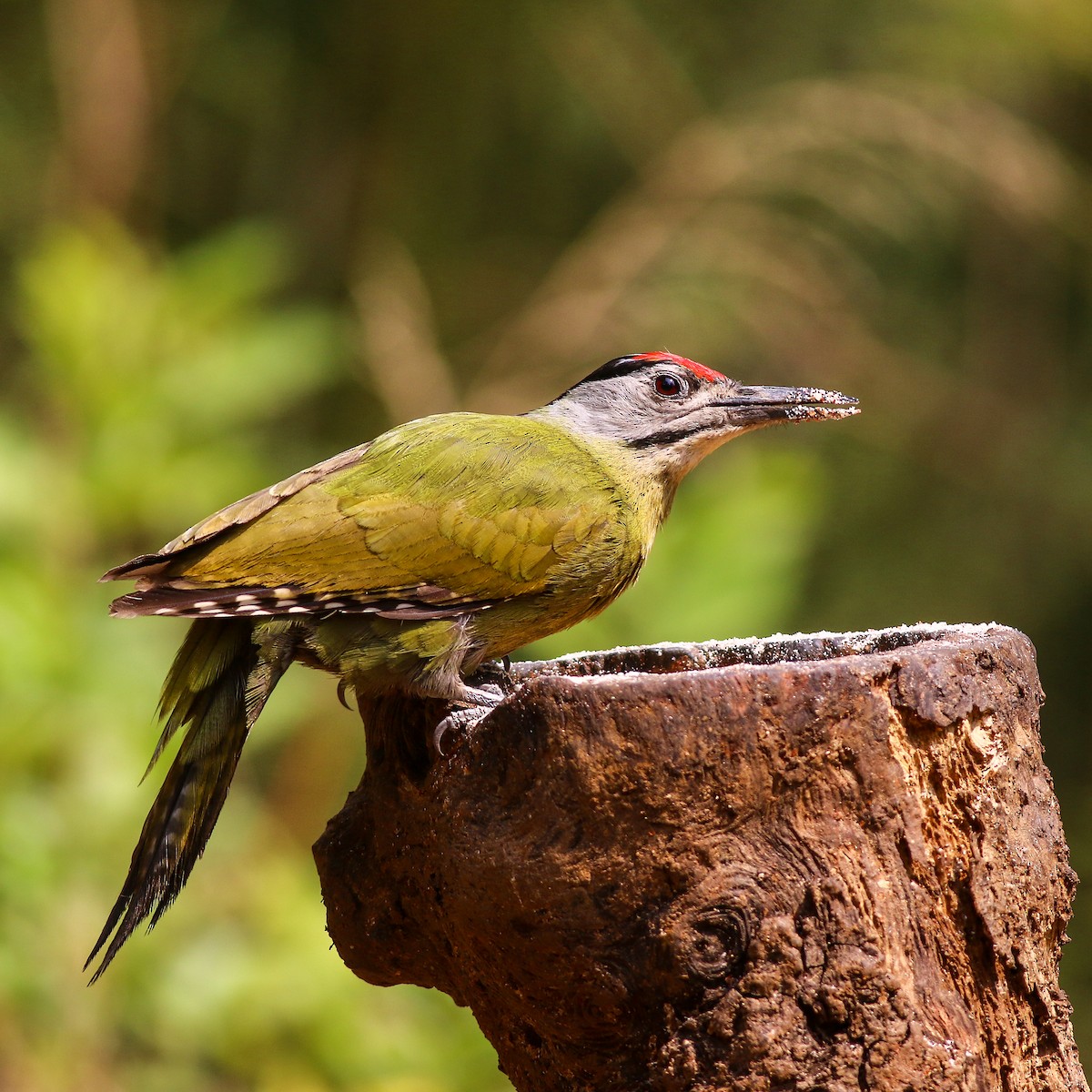 Gray-headed Woodpecker - ML617970260