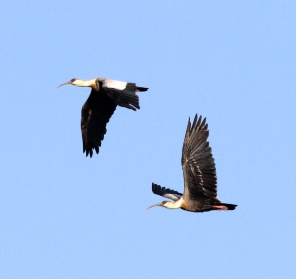 ibis bělokřídlý - ML617970385