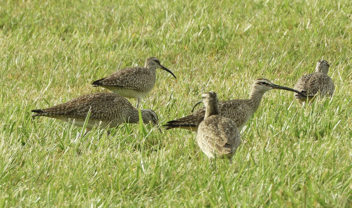 Whimbrel - Jan and Brent Chippendale