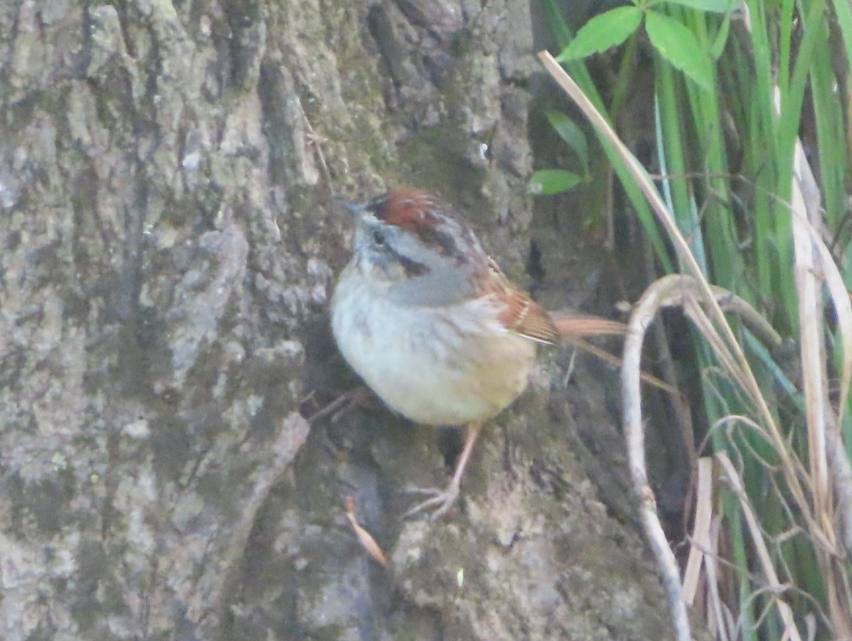 Swamp Sparrow - ML617970394
