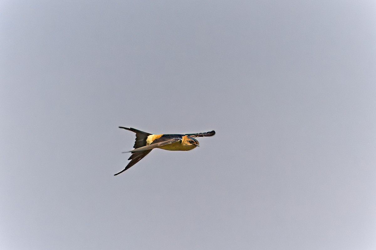 Red-rumped Swallow - Nick Somponis