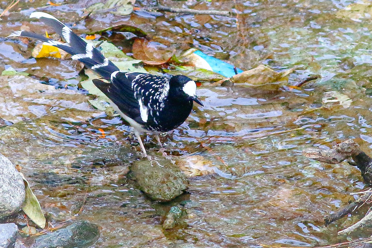 Spotted Forktail - ML617970483