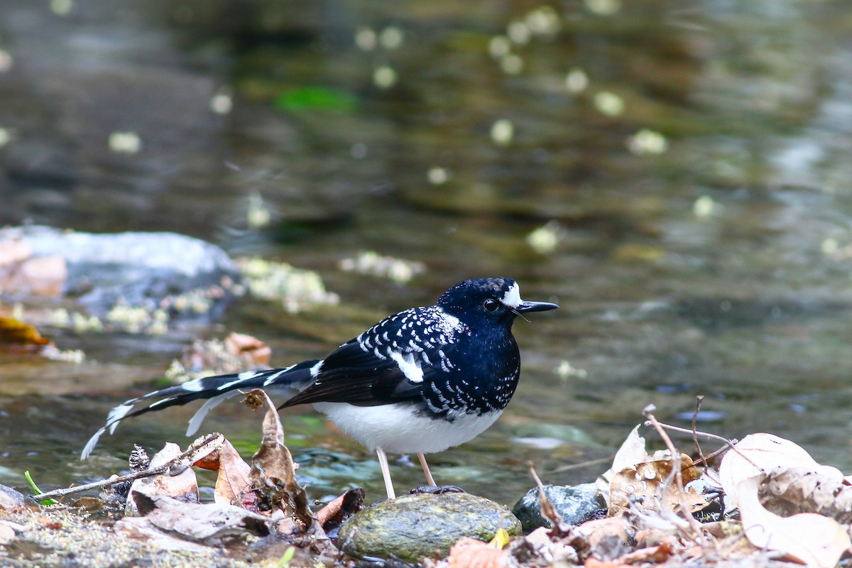 Spotted Forktail - ML617970484