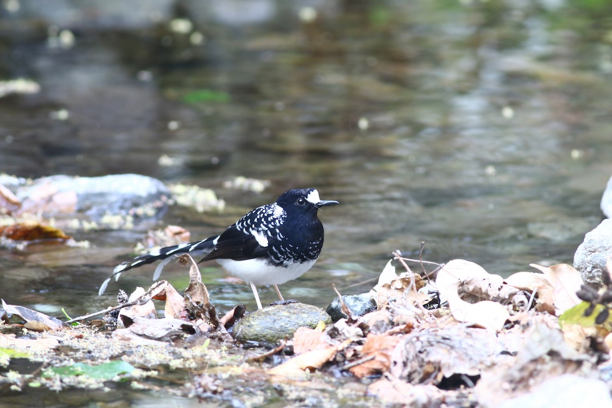 Spotted Forktail - ML617970485
