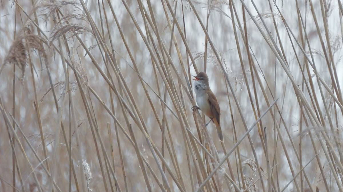 Great Reed Warbler - Andy  Woodward