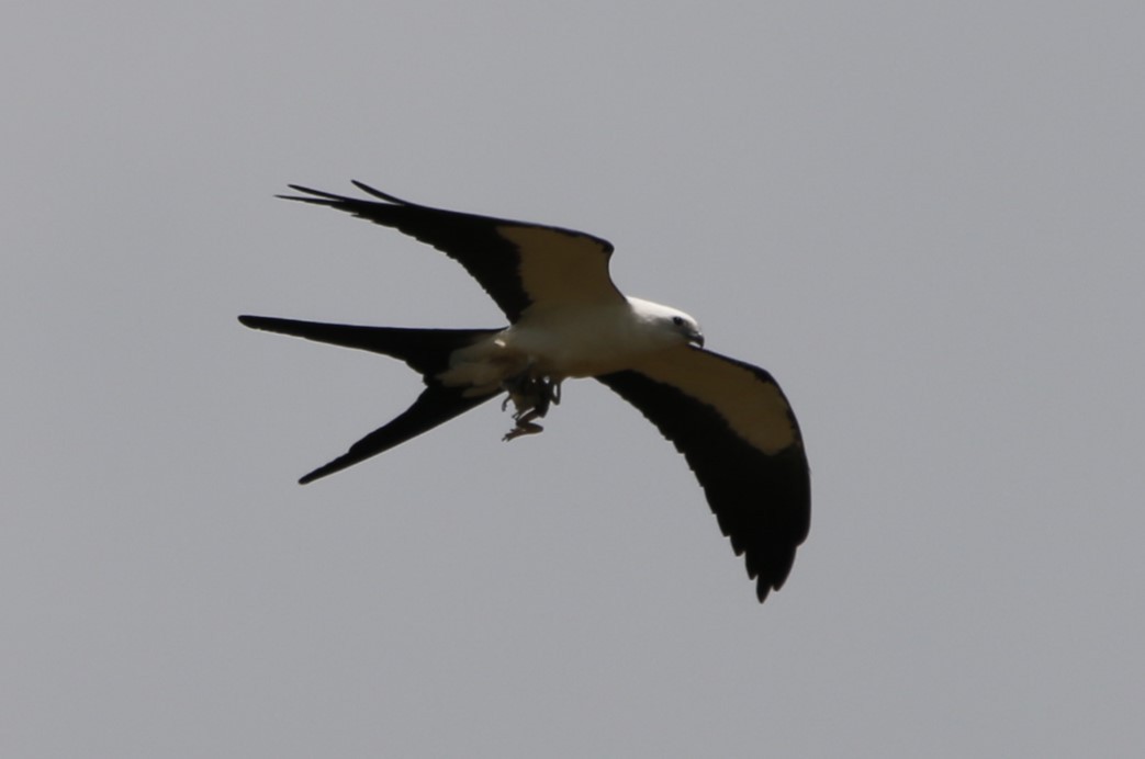 Swallow-tailed Kite - ML617970517