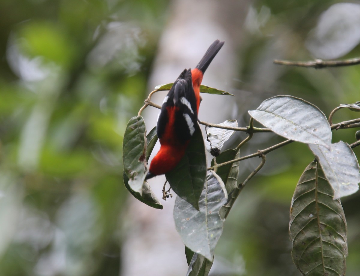 White-winged Tanager - ML617970529