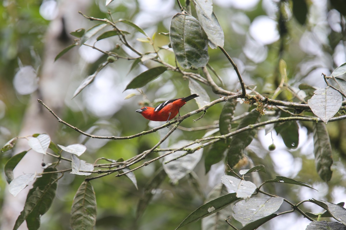 White-winged Tanager - ML617970530