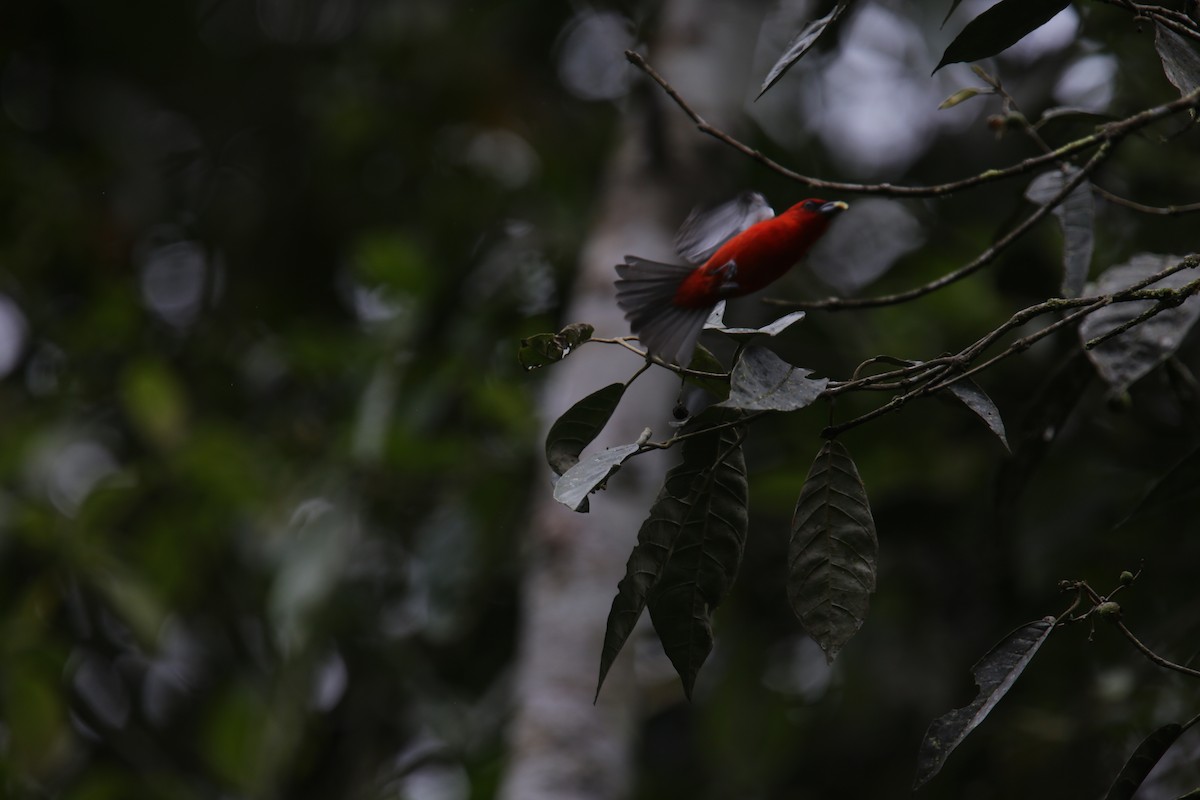 White-winged Tanager - ML617970531