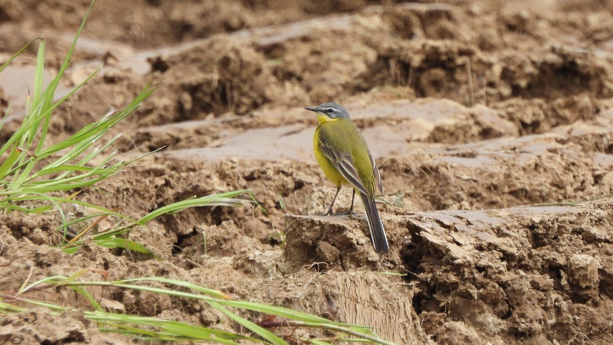 Western Yellow Wagtail - Andy  Woodward